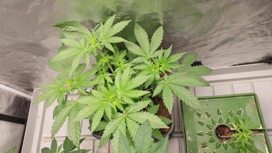 Sapphire Desire. Week 4