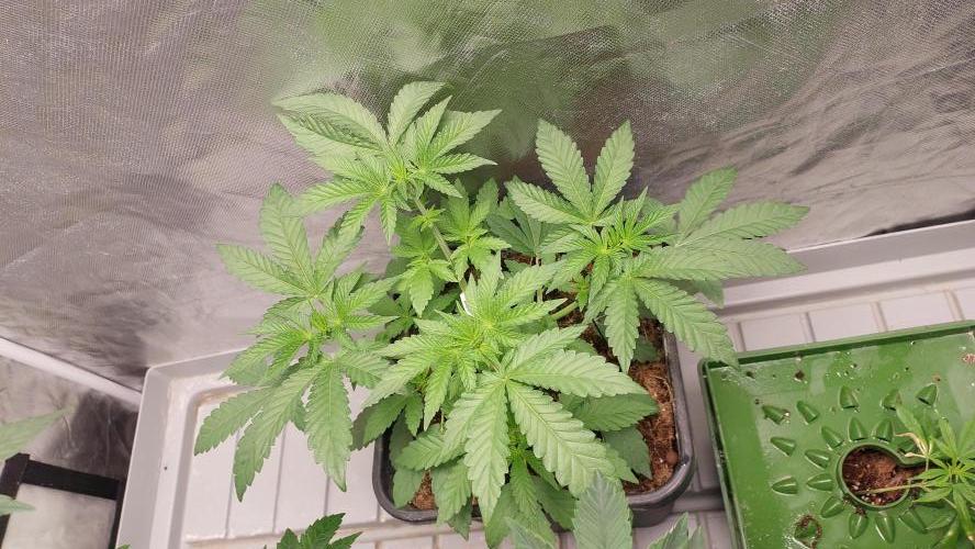 Sapphire Desire. Week 3