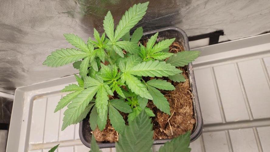 Sapphire Desire. Week 3