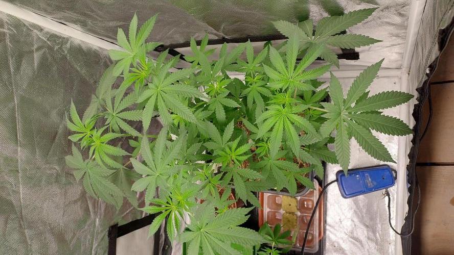 Sapphire desire. Week 5