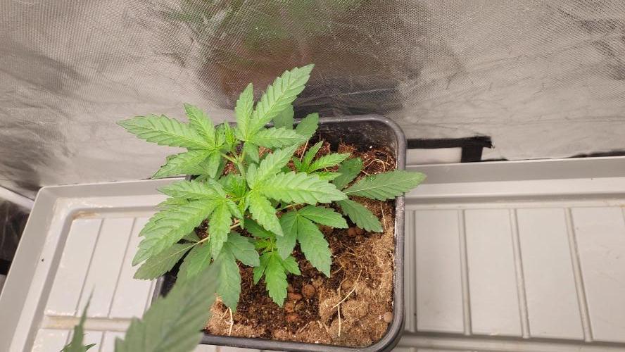 Sapphire desire. Week 3