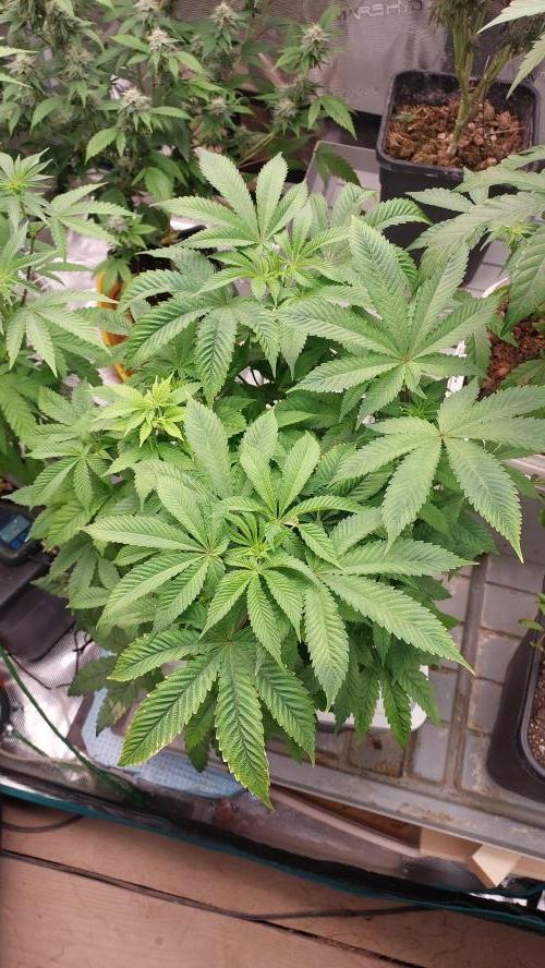 Red alien. Week 8