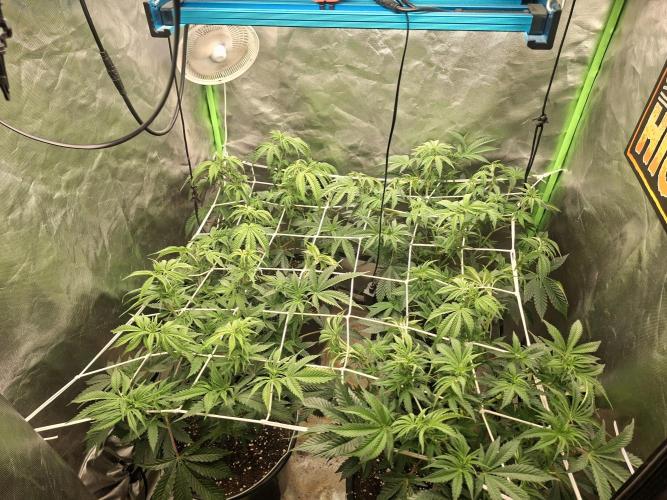 New Grow New luck. Week 1