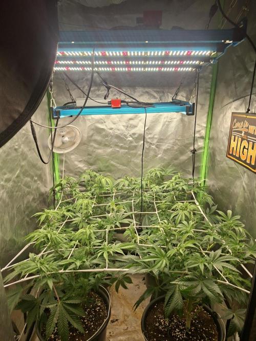 New Grow New luck. Week 1