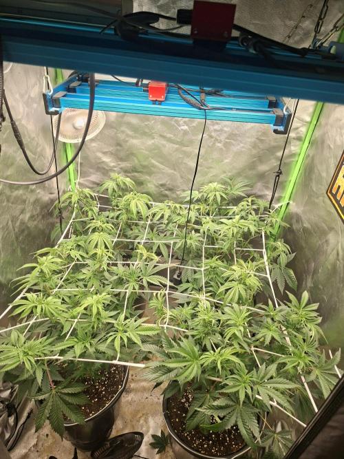 New Grow New luck. Week 1