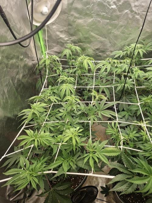 New Grow New luck. Week 1