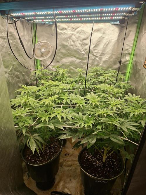 New Grow New luck. Week 2