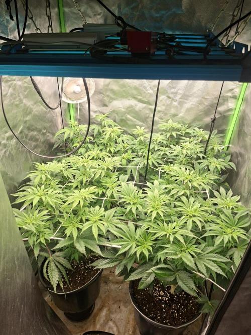 New Grow New luck. Week 2