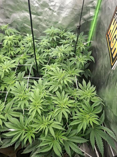 New Grow New luck. Week 2