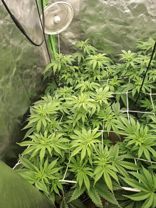 New Grow New luck. Week 2