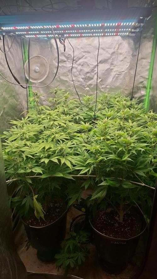 New Grow New luck. Week 3