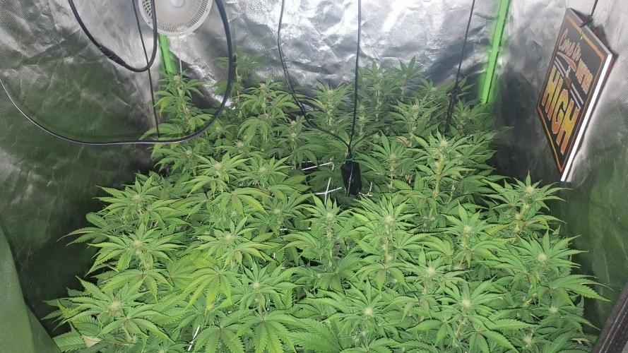 New Grow New luck. Week 3