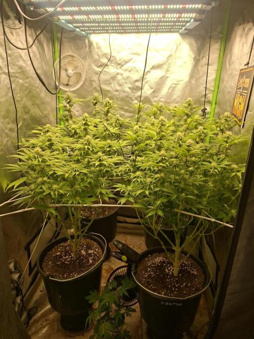 New Grow New luck. Week 4