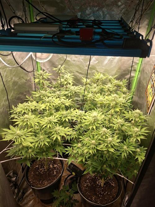 New Grow New luck. Week 4