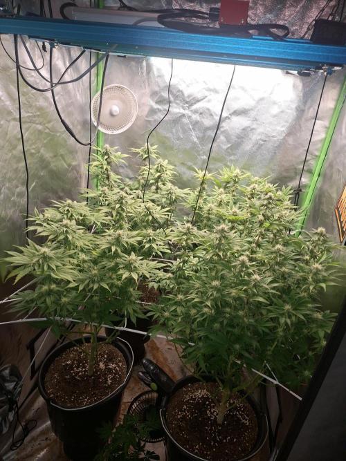 New Grow New luck. Week 4