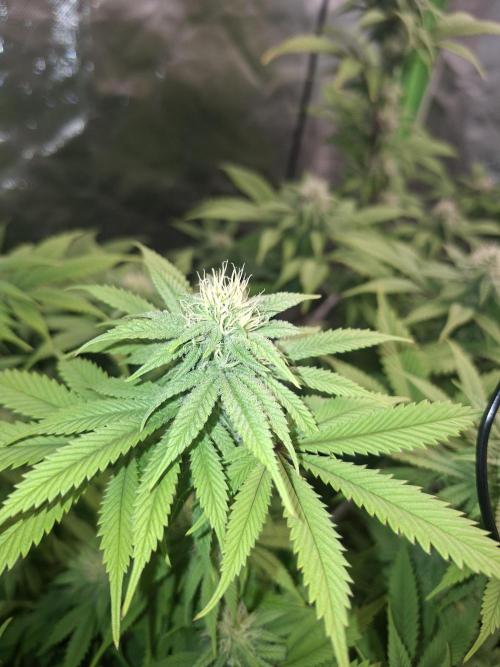 New Grow New luck. Week 4