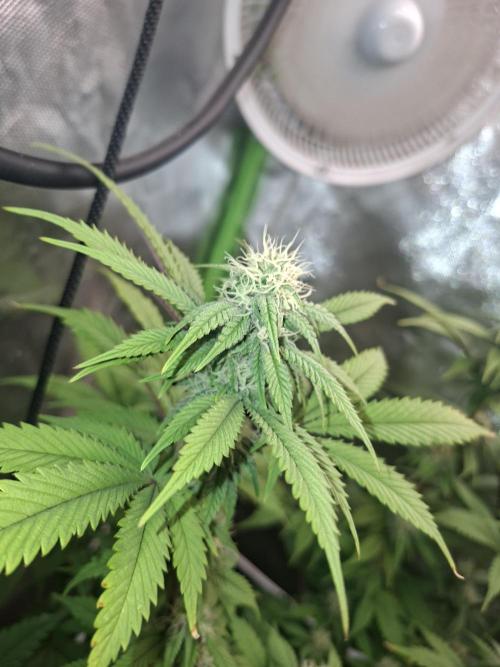 New Grow New luck. Week 4