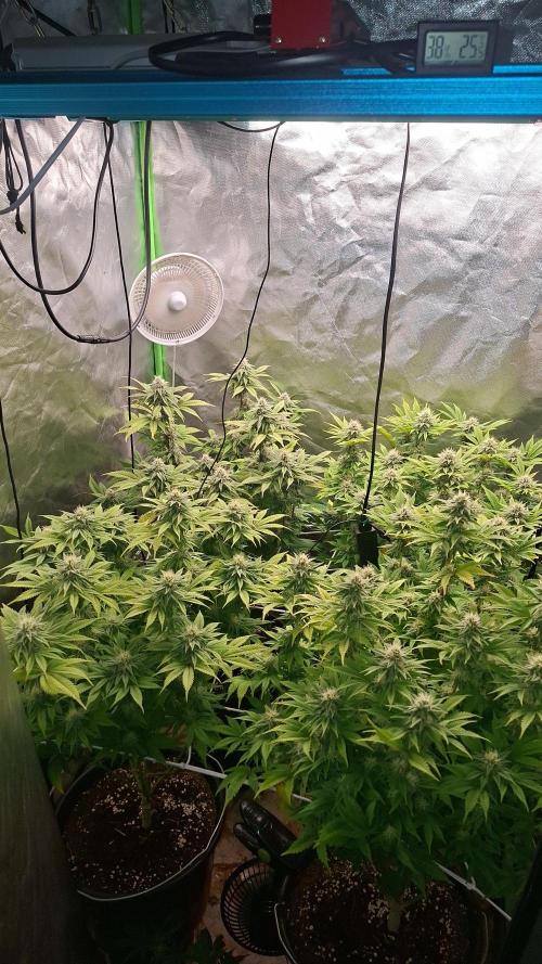 New Grow New luck. Week 5