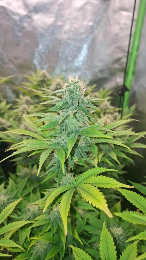 New Grow New luck. Week 5