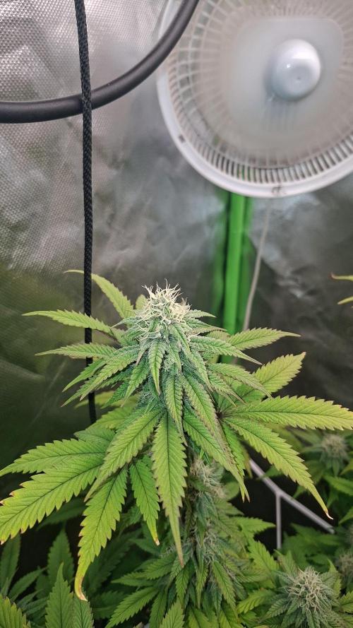 New Grow New luck. Week 5