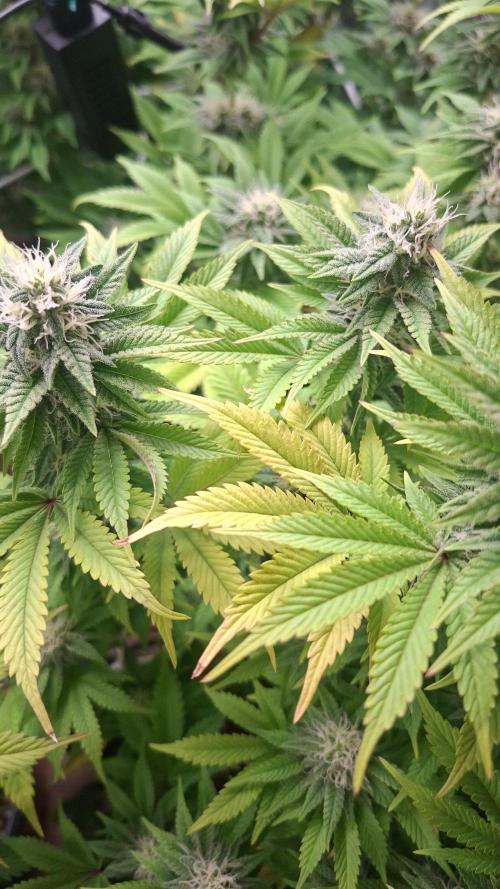 New Grow New luck. Week 5