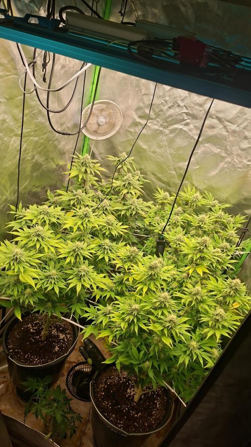 New Grow New luck. Week 5