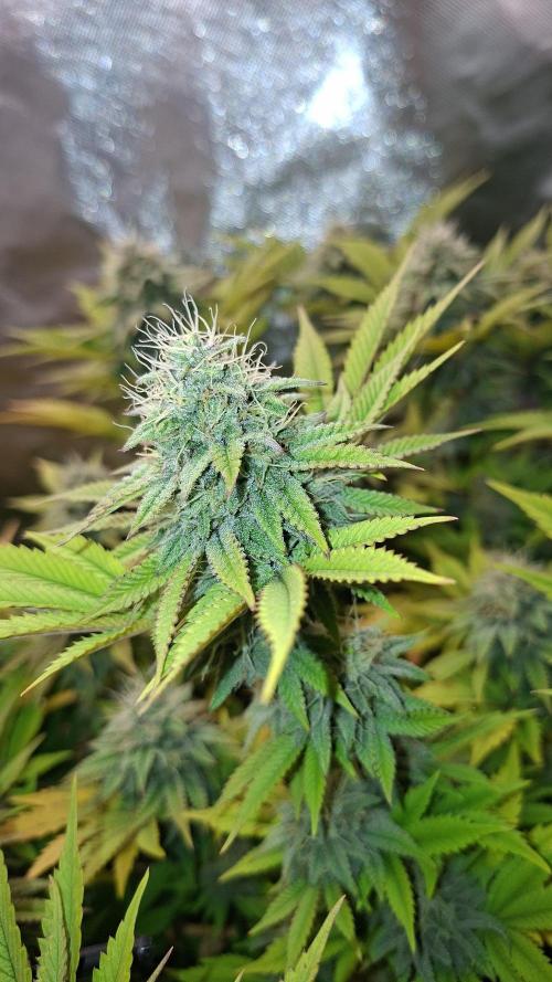 New Grow New luck. Week 6 - Neon Wasabii