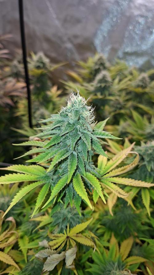 New Grow New luck. Week 6 - Mentha de Mandarine 