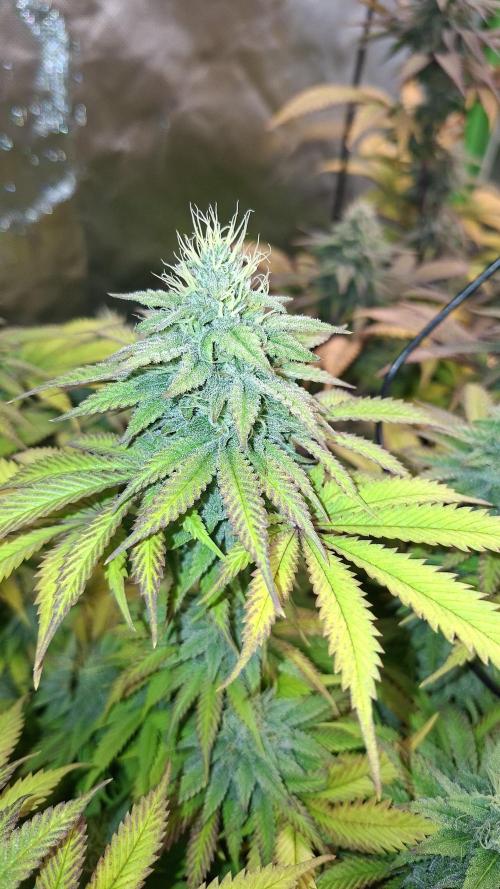 New Grow New luck. Week 6 - Mentha de Mandarine 