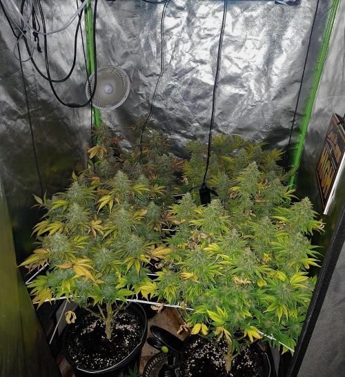New Grow New luck. Week 7