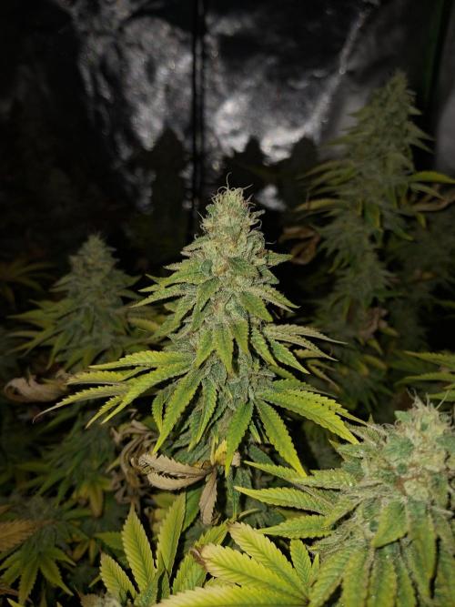 New Grow New luck. Week 7 - Mentha de Mandarine 