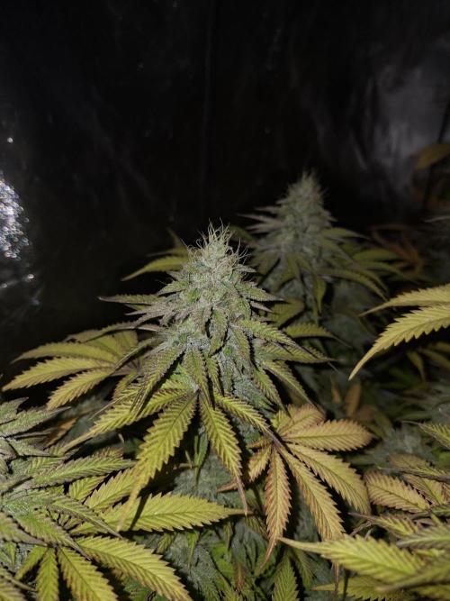New Grow New luck. Week 7 - Neon Wasabii 