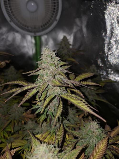 New Grow New luck. Week 7 - Neon Wasabii 