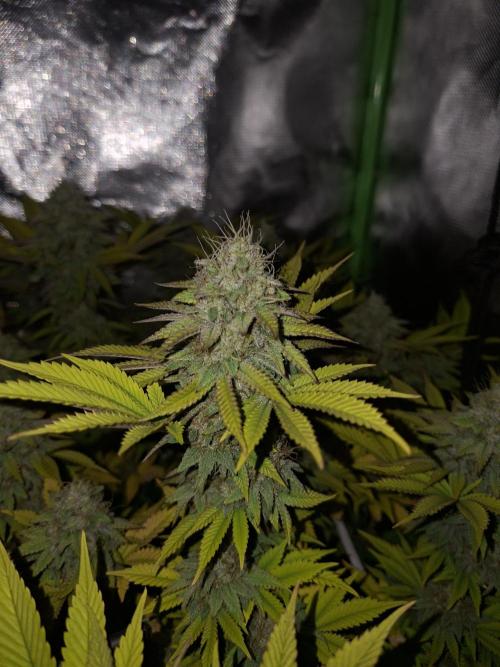 New Grow New luck. Week 7 - Mentha de Mandarine 