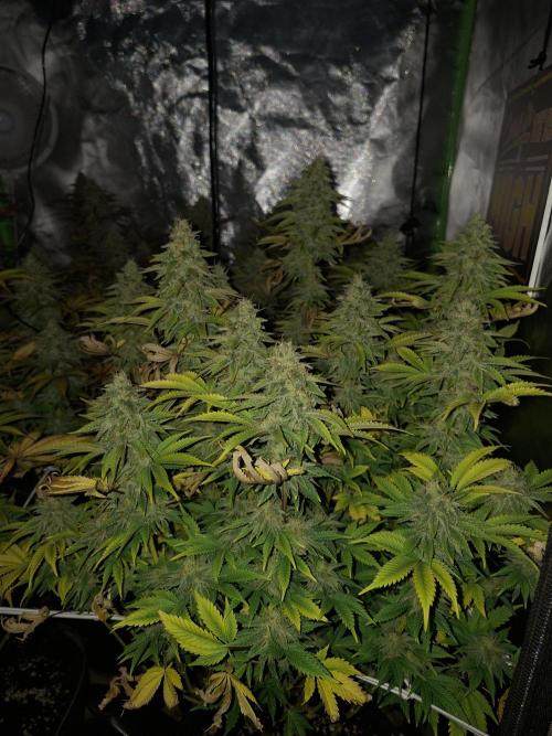 New Grow New luck. Week 7 - Mentha de Mandarine 