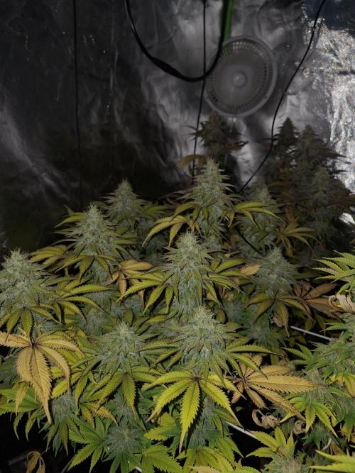 New Grow New luck. Week 7 - Mentha de Mandarine 