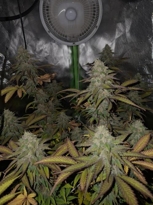New Grow New luck. Week 7 - Neon Wasabii 