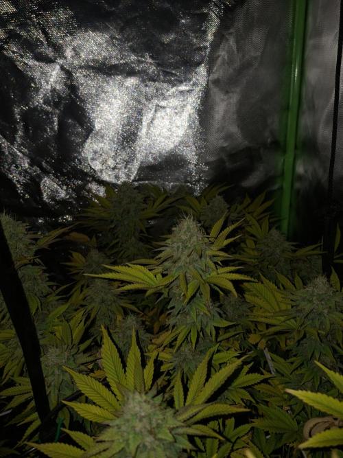 New Grow New luck. Week 7 - Neon Wasabii 