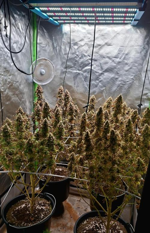 New Grow New luck. Week 9