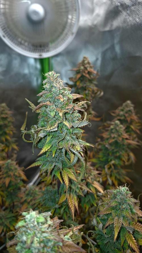 New Grow New luck. Week 9