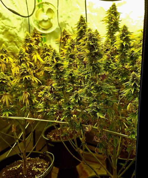 New Grow New luck. Week 9
