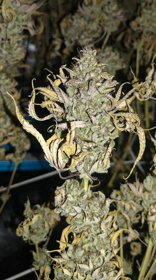New Grow New luck. Week 10