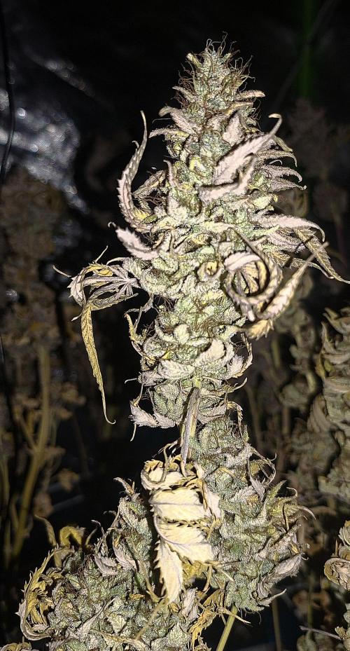 New Grow New luck. Week 10