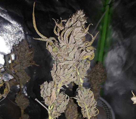 New Grow New luck. Week 10