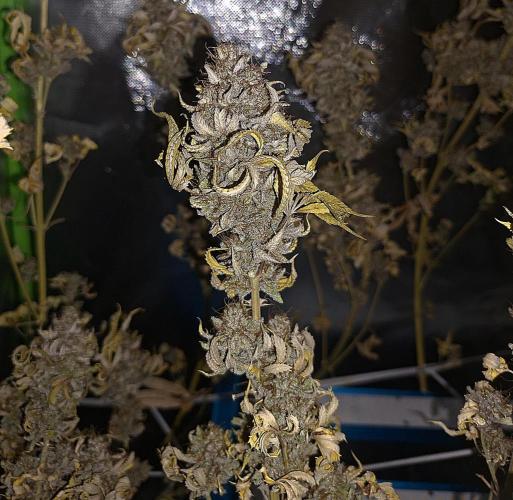 New Grow New luck. Week 10