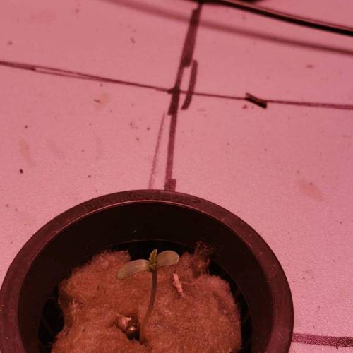 Devil Cream Auto. Week 0