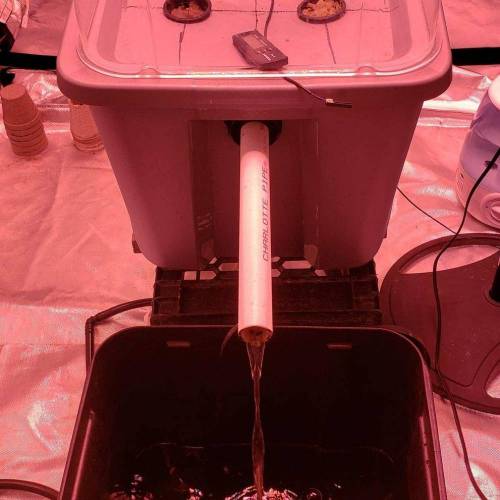 Devil Cream Auto. Week 0