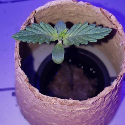 Devil Cream Auto. Week 1