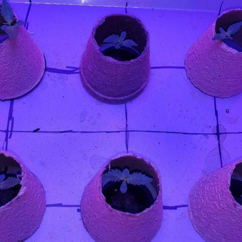 Devil Cream Auto. Week 1