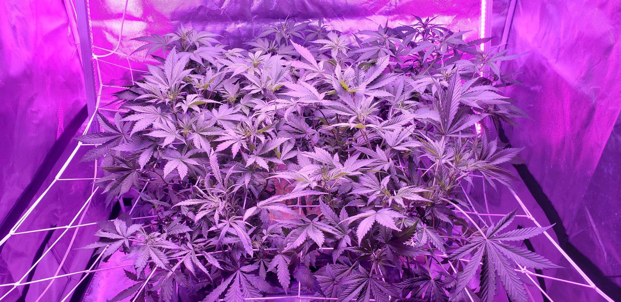 Sweet Seeds Devil Cream Auto® grow diary (journal) week2 by thehighgod